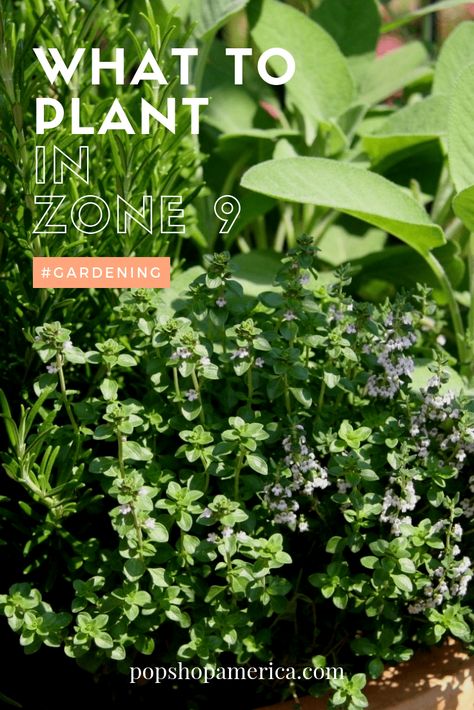 Zone 9 Gardening, Mustard Plant, Florida Gardening, Sun Loving Plants, Plant Zones, Gardening Zones, Zone 9, Plants Growing, Growing Succulents