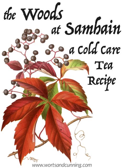 I feel that the best way to treat a cold is to prevent one. But when I do  catch a cold I try to work with my body’s natural healing mechanism to  clear out viruses and infections. I do that by reaching for herbs that help  strengthen immunity and support my ability to self-heal. When autumn and Samhain Tea Recipe, Samhain Herbs, Agastache Foeniculum, Elder Berry, Wood Betony, Healing Teas, Anise Hyssop, Witches Tea, Herbs List