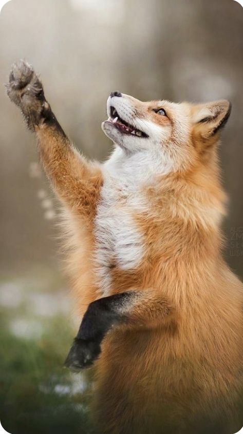 Happy Fox, Fox Pictures, Fox Painting, Pet Fox, Pretty Animals, Cute Fox, Cute Animal Photos, Alam Yang Indah, Dundee