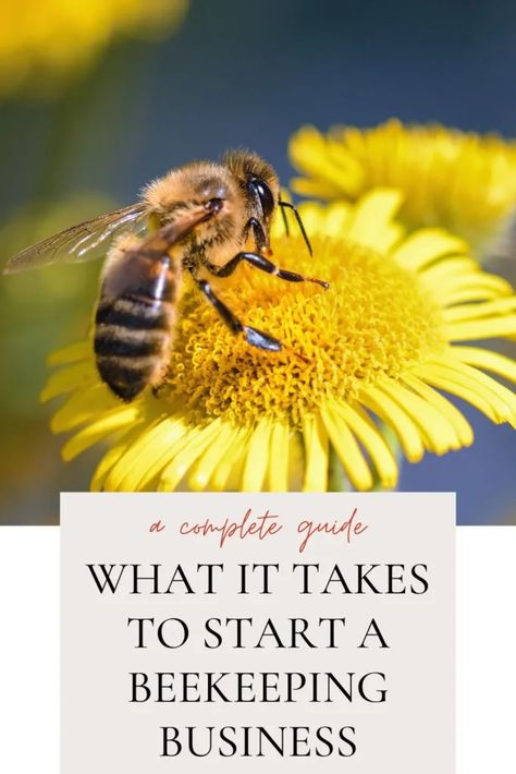 What It Takes To Start a Beekeeping Business (A Step-By-Step Guide) What is a Beekeeping Business? Also known as apiculture, beekeeping refers to the maintenance of bee colonies, usually in hives, by humans. Some people might keep bees for personal use, but when this practice is done on a commercial scale for the purpose of making a profit, it becomes a beekeeping business. If you are ... Read more The post What It Takes To Start a Beekeeping Business (A Step-By-Step Guide) first appeared o... Bee Keeping For Beginners, Beekeeping Business, Bee Business, Honey Bee Farming, Bee Farming, Honey Production, Heavenly Creatures, Beekeeping For Beginners, Bee Colony