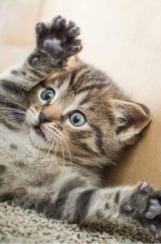 Cat Years, Söt Katt, Image Chat, Cute Cats And Kittens, Cute Kittens, Cute Cats And Dogs, Beautiful Cat, Pretty Cats