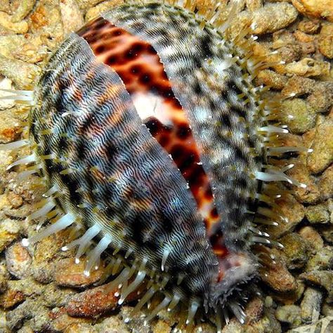 Tiger #Cowrie Cypraea tigris Jewel Of The Seas, Molluscs, Cowry Shell, Deep Sea Creatures, Airlie Beach, Sea Snail, Sea Slug, Underwater Creatures, Underwater Life