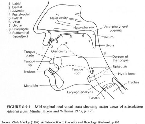phonetics - Disambiguating place vs Manner of articulation - Linguistics Stack Exchange Manner Of Articulation, Place Of Articulation, Pronunciation English, Academic Writing, Ask For Help, Ipa, Manners, Terms Of Service, Facebook Sign Up