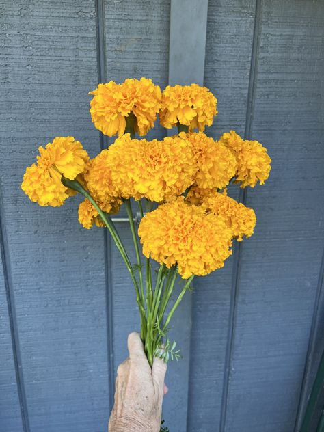 Coco Gold Marigold, Cut Flowers, Coco, Flowers, Gold