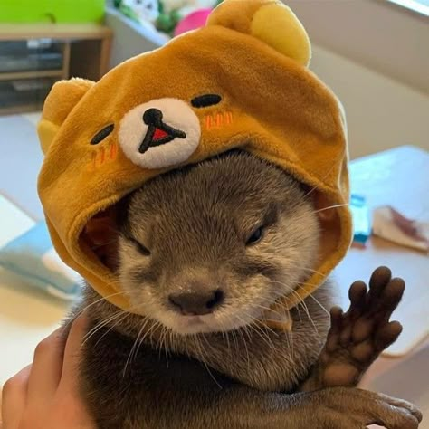 Otter Pfp, Otters Cute, The Bunker, Cute Ferrets, Baby Otters, Animal Icon, Pets 3, Pretty Animals, Sea Otter