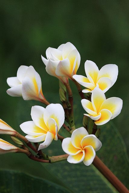 Explore liwingw's photos on Flickr. liwingw has uploaded 2338 photos to Flickr. Plumeria Leaves, Yellow Plumeria, Beautiful Flowers Photography, Plumeria Flowers, Jasmine Flower, Special Flowers, Wallpaper Nature Flowers, The Secret Garden, Beautiful Flowers Pictures