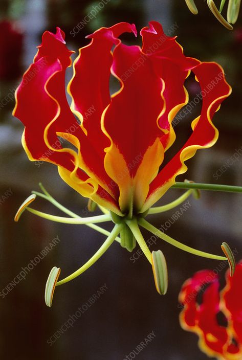 Flame lily (Gloriosa superba) - Stock Image - B570/0300 - Science Photo Library Gloriosa Superba, Flame Lily, Animal Stencils, Gloriosa Lily, Animal Stencil, Edible Landscaping, Science Photos, Wild Animal, Zimbabwe