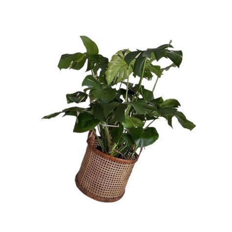 Plant Carrd Png, Png For Moodboards, Plants Png Aesthetic, Plant Png Aesthetic, Forestcore House, Green Pngs Aesthetic, Green Pngs, Green Aesthetic Icon, Plant Icons