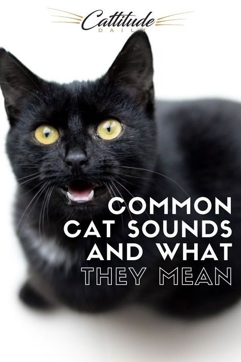 A cat’s ability to make different sounds is a key part in how they communicate with humans and other animals. A meow is never just a meow. And purring might not mean what you think it means. Here we break down a few common cat sounds to give you a better idea of what your talkative feline is trying to say. #cattitudedaily #meow #catfacts Cat Sounds, Cat Spirit, Cat Tips, Animal Communication, Sweet Sayings, Mean Cat, Cat Personalities, Cat Language, Cat Info