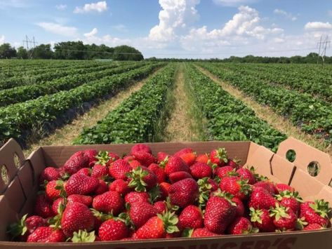 This 160-Acre U-Pick Berry Farm In Kansas Is The Perfect Way To Spend An Afternoon Strawberry Farm, Berry Picking, Strawberry Garden, Strawberries Blueberries, Farm Business, Berry Farm, Farm Food, Strawberry Fields, Vegetable Garden Design