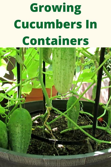 Cucumbers Growing, Gemüseanbau In Kübeln, Cucumber Gardening, Growing Vegetables In Pots, Cucumber Plant, Growing Cucumbers, Home Grown Vegetables, Vegetable Garden Diy, Plant Problems