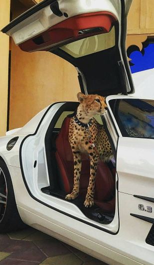 Arab Money, Latin Artists, Motorcycles And Scooter, Arm Jewelry, Cat Photos, Tactical Clothing, Cat Family, Anime Artwork Wallpaper, Cute Wild Animals