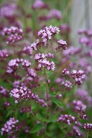 Wild Marjoram.  Flowers through summer into autuumn, teams with bees and butterflies, smells delicious, edible. Ht 18 inches, perennial Origanum Vulgare, British Wild Flowers, Plants And Gardening, Sarah Raven, Kitchen Kit, Long Flowers, Wildlife Gardening, Forest Garden, Language Of Flowers