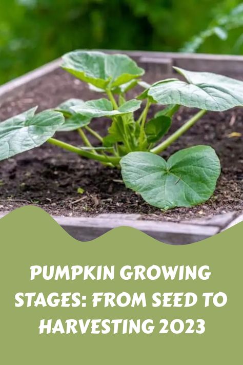 Pumpkin Growth Stages, How To Harvest Pumpkin Seeds For Planting, How To Grow Pumpkins From Seeds, Growing Pumpkins From Seeds, Grow Pumpkins From Seeds, Planting Pumpkin Seeds, When To Plant Pumpkins, Pumpkin Growing, Garden 101