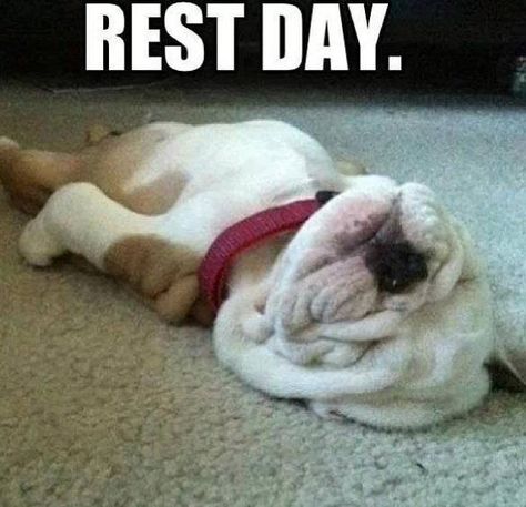 Rest day -- definitely me lately! Sleeping Puppies, Love My Dog, Bulldog Puppies, On The Floor, Baby Dogs, English Bulldog, Shiba Inu, 귀여운 동물, The Floor