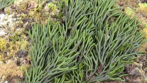 Alga utiliza de manera eficiente la luz verde azulada para la fotosíntesis Las plantas que viven en la tierra, como la espinaca, crecen utilizando la luz solar para realizar la fotosíntesis. ¿Cómo, entonces, hacen la fotosíntesis las algas en las profundidades del mar, un ambiente donde solo les llega un poco de luz? Las plantas terrestres absorben principalmente la luz roja y azul del sol y la utilizan para la fotosíntesis. Sin embargo, solo una débil luz azul verdosa llega al fondo del… Solar