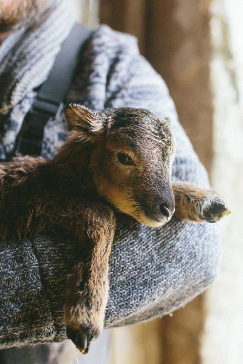 Happy Goat, Baby Farm Animals, Future Farms, Farm Lifestyle, Farm Photography, Farm Baby, Goat Farming, Baby Goats, Equine Photography