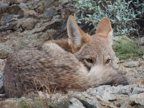 Werecoyote Aesthetic, Therian Coyote, Coyote Therian, Coyote Aesthetic, Pet Coyote, Coyote Tracks, Coyote Reference Photo, Fantasy Coyote, Coyote Animal