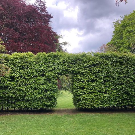 Silver Sheen Hedge, Hedge Shapes, Box Hedge Driveway, Mixed Native Hedge Uk, European Beech Tree Hedge, Living Structures, Beech Hedge, Small Front Gardens, Copper Beech