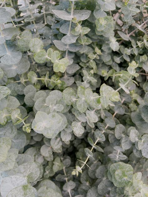 Eucalyptus Green Aesthetic, Eucalyptus Aesthetic, Lara Core, Eucalyptus Photography, Flowers Farmers Market, Taurus Szn, Aesthetic Greenery, Greenery Aesthetic, Sage Green Leaves