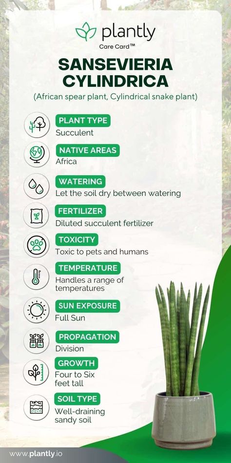 Sansevieria Cylindrica Plant Care | Plantly Cylindrical Snake Plant, Lawn To Garden, Plant Template, Snake Plant Varieties, Plants Names, Succulent Fertilizer, Sansevieria Cylindrica, Patio Indoor, Snake Plant Care