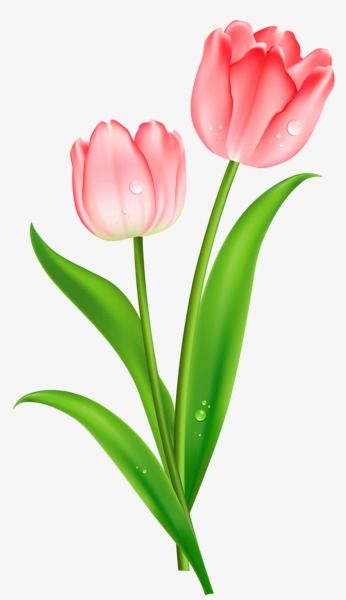 Tulip Clipart, Tulips Images, Flower Png Images, Clip Art Free, Tulips Garden, Flower Bucket, Flower Clipart, Pink Tulips, Digital Flowers