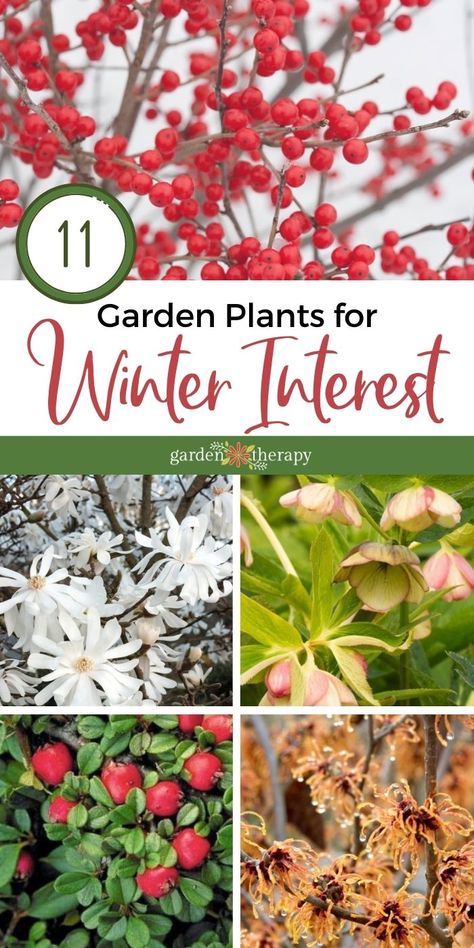 Winter doesn’t have to be white in the garden. Even if there is a blanket of snow covering the soil, these colorful characters will add some pizzazz to the winter garden with their showy limbs, bright berries, and even some flowers! Here are some ideas for what to plant for winter garden interest. #gardentherapy #evergreen #gardening #plants #winter #wintergardening Winter Garden Interest, Winter Flowering Plants Uk, Utah Plants, Biodynamic Farming, Winter Flowers Garden, Garden Redesign, Gravel Gardens, Snow Garden, Cold Climate Gardening