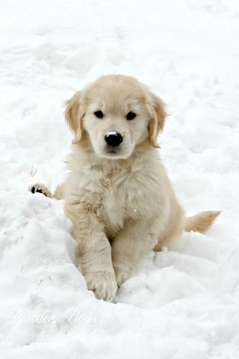 Golden Boys and Me: Winter Fun - Dogs & Snow Dog Snow, Winter Lovers, Pet Magazine, White Labrador, Dog Cat Pictures, Winter Puppy, Cute Puppy Wallpaper, Super Cute Puppies, White Puppies