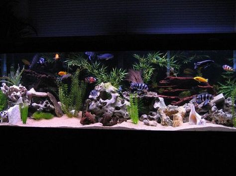 African Cichlids have the great balance of being colorful like saltwater but easy to care like freshwater. This guide describes how to setup an African tank. Cichlid Tank Ideas, African Cichlid Tank, Fish Aquarium Ideas, African Cichlid Aquarium, Community Aquarium, Cichlid Tank, Cichlid Aquarium, Malawi Cichlids, Cichlid Fish