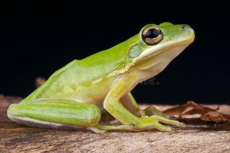 American Green Tree Frog, Florida Animals, Frog Photo, Green Tree Frog, Tree Frog, Frog And Toad, Tree Frogs, Green Tree, Reptiles And Amphibians