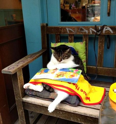 Pictures of a fat cat reading a book outside a café in Shimokitazawa (Tokyo), Japan. See all the pictures of this fat cat at http://www.traveling-cats.com/2013/11/cat-from-shimokitazawa-japan.html (fat cats, cat reading a book, pictures of fat cats, Shimokitazawa pictures, Shimokitazawa Tokyo, Shimokitazawa café) Humor Animal, Cat Reading, Cat Sitting, Book Bag, Funny Animal Pictures, Crazy Cat Lady, Bones Funny, Crazy Cats, Cat Lady