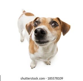 Cute Jack Russell, Dog Stock Photo, Russell Terrier, Jack Russell Terrier, Terrier Dog, Jack Russell, Me When, Log In, Log