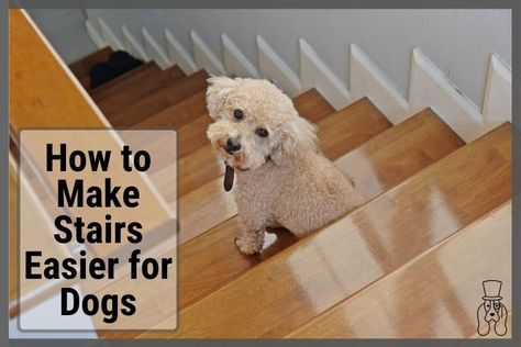 How to Make Stairs Easier for Dogs. help them out – Sir Doggie Ramp For Dogs Over Stairs, Dog Ramp For Stairs, Stairs For Dogs, How To Make Stairs, Slippery Stairs, Falling Down Stairs, Hardwood Stairs, Blind Dog, Pet Ramp