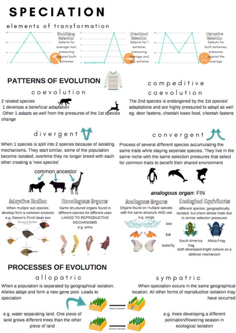 NZQA Level 3 Biology 'Speciation' Review pg 1/2 Speciation Biology, Biology Evolution, Csir Net Life Science Notes, Biology Activities High School, Environmental Science Activities, Convergent Evolution, Science Inquiry, Biology Worksheet, Psychology Notes