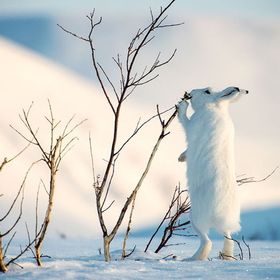 Rabbits need space to stretch up as they would in the wild when feeding from overhanging branches.  If your rabbits have a hutch and run, make sure they have enough space to do this Arctic Tundra, Cute Bunny Pictures, Bunny Pictures, Winter Animals, Arctic Animals, Cane Corso, Sphynx, Wild Life, White Rabbit