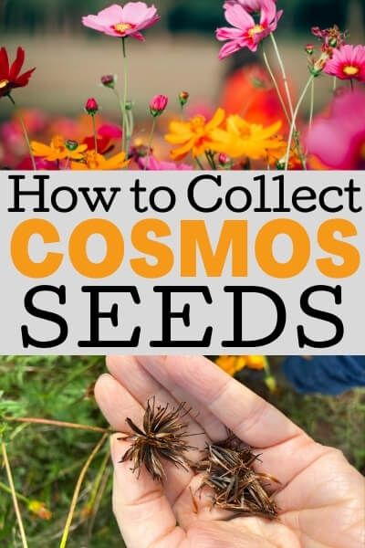 How To Save Cosmo Seeds, Saving Cosmo Seeds, Cosmos Garden, Seed Harvesting, Harvesting Seeds, Cosmos Plant, Save Seeds, Saving Seeds, Seed Storage