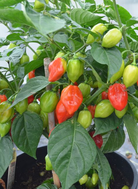 Tried & True Habanero Rojo Hot Pepper Roses In Pots, Roses From Cuttings, Growing Hot Pepper, Como Plantar Pitaya, Chilli Plant, Vegetable Farming, نباتات منزلية, Growing Cucumbers, Garden Planter Boxes