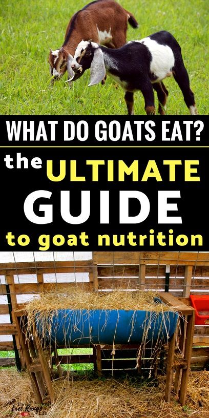 Boer Goats Raising, Goat Food List, Goat Hacks Diy, Goat Keeping Ideas, What Do Goats Eat, Raising Meat Goats, Homemade Goat Feed, What To Feed Goats, Goat Care For Beginners