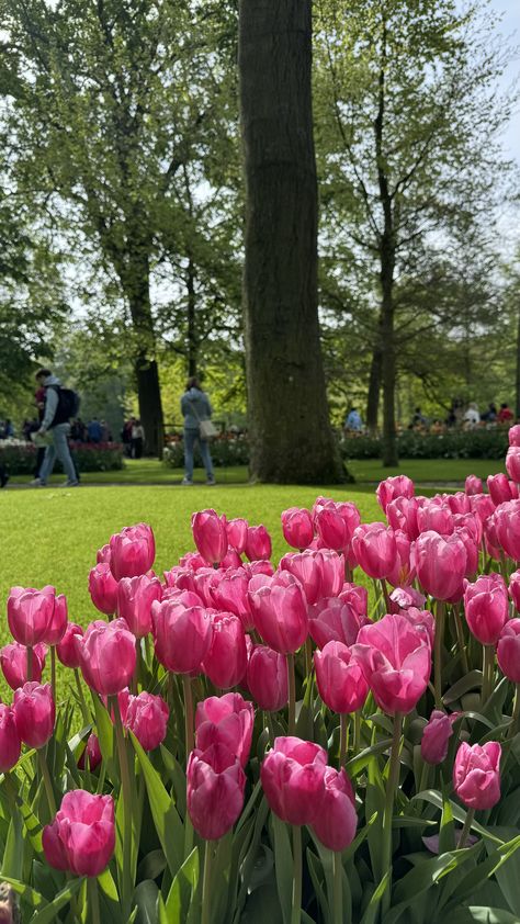 Keukenhof Beautiful Nature, Aesthetic Pictures, Tulips, Flowers, Quick Saves, Nature