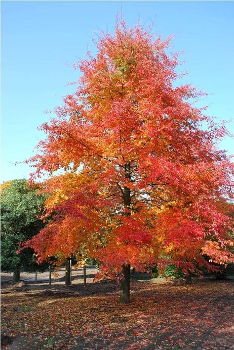 Nyssa sylvatica - Northern Irelands Specialist Tree Nursery Tupelo Tree, Specimen Trees, Tree Nursery, Shade Trees, Autumn Scenery, Black Gums, Big Tree, Deciduous Trees, Garden Trees