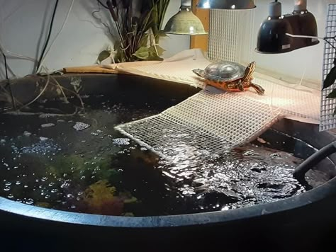 Turtle Stock Tank, Musk Turtle Tank, Turtle Homes Ideas, Turtle Pond Ideas, Turtle Tub, Fresh Water Animals, Pond Indoor, Aquatic Turtle Habitat, Pet Room Ideas