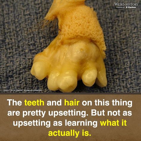Sometimes, learning is fun. Other times, not so much. It's not that disturbing facts aren't interesting - what's more fascinating than a whale who communicates on a different frequency than any other whale known to man? Maybe the time the CIA shut down a rebellion by faking evidence of vampires? Or that your body has a sixth sense when it receives the wrong b... #disturbingfacts #creepytruths #morbidcuriosity #shockinginformation #horrifyingrealities #unsettlingknowledge #darksecrets #weirdworld Disturbing Facts, Graveyard Shift, Creepy Photos, Haunted History, Creepy Facts, Sixth Sense, A Whale, Weird Stories, Historical Facts