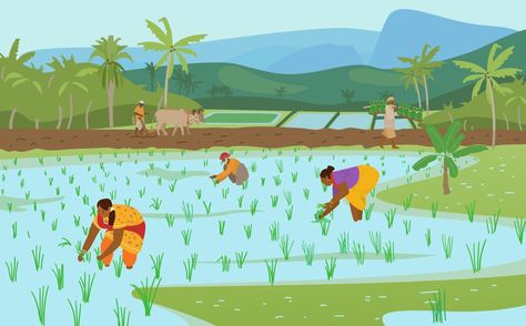 Vintage Wedding Invitation Cards, Rice Plant, 2d Character Animation, Indian Rice, Female Farmer, Rice Field, Rice Fields, Bird Art Print, Cartoon Background