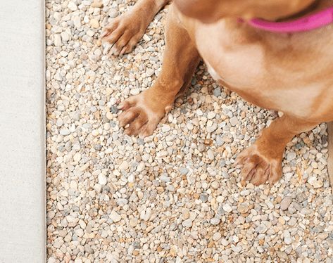 Jack + CC's Pee Pit - Yellow Brick Home Diy Dog Potty Area, Gravel Yard, Backyard Dog Area, Dog Potty Area, Dog Backyard, Front Path, Pet Cafe, Garden Unit, Pee Pee