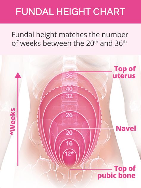 Normal Fundal Height Fundal Height Chart Pregnancy, Fundal Height, Pregnancy Anatomy, Antenatal Care, Pregnancy Chart, Anatomy Education, Midwifery Student, Pregnancy Jokes, Birth Education