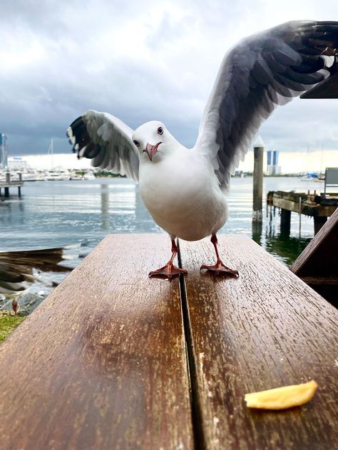 Seagull Art, Crashing Waves, Online Wall Art, Canvas Designs, Nature Wall Art, Poster Size, The Table, Nature Art, Animals Wild