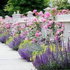 Rose Companion Plants, Garden Town, Rosen Beet, Lady's Mantle, Flower Bed Designs, Garden Flower Beds, White Fence, Garden Show, Plant Combinations