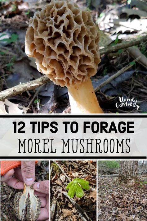 12 Tips for Foraging Morel Mushrooms - Unruly Gardening Morel Mushroom Hunting, Autumn Olive, Morel Mushrooms, Foraged Food, Homesteading Skills, Morel Mushroom, Chestnut Trees, Mushroom Hunting, Edible Mushrooms