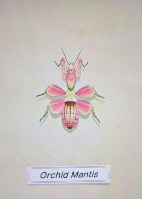 Orchid Mantis Drawing, Prey Mantis Tattoo, Praymantis Tattoos, Orchid Mantis Tattoo, Prey Mantis, Mantis Tattoo, Orchid Mantis, Creepy Crawlies, Pink Orchids