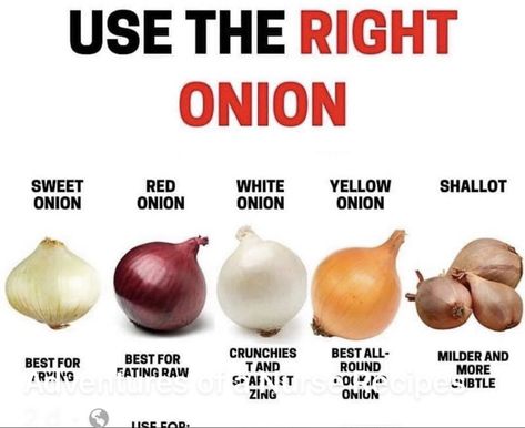 Types Of Onions, Cooking Guide, Food Info, Stir Fries, Food Facts, Eating Raw, Onion Rings, Cooking Ideas, Shallots